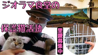 ジオラマ食堂の保護猫活動人懐っこい子達と触れ合い里親募集　寺田町Diorama Shokudo is looking for foster parents for cats