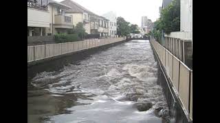 2014 06 29 雨で増水した善福寺川・西荻北