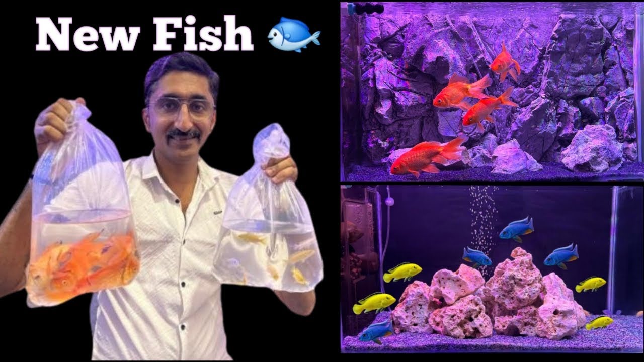 New Fish For My Freshwater Aquarium Youtube