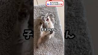 あざとすぎる猫が発見される… #ペット #猫 #かわいい #子猫