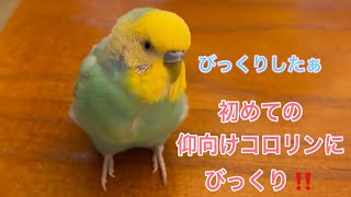 2023.4.29 初めての仰向けコロリンにびっくり！！　【セキセイインコしんちゃんときょきょの暮らし】#お喋りインコ