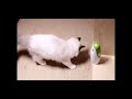 Mini Smart Interactive Cat Light Toy