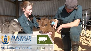 On Farm Services I Behind the scenes at Massey Vet School