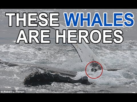 Why do humpback whales protect?