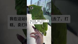 鹦鹉列 萌宠日常记录 手养鸟日常 我的萌宠 小鸟成精了