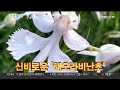 생생갤러리 강남에서 즐기는 전통 모내기 체험 外 연합뉴스tv yonhapnewstv