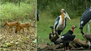 ដែន​ជម្រក​ភ្នំ​ព្រេច ទី​កន្លែង​លាក់​ខ្លួន​សត្វ​ព្រៃ​កម្រ​យ៉ាង​តិច ៣០​ប្រភេទ