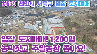 (매물#679)천안시 입장 토지매매 1,200평, 시장저수지 인근 넓은텃밭 농막짓고 주말농장하기 너무 좋아요!