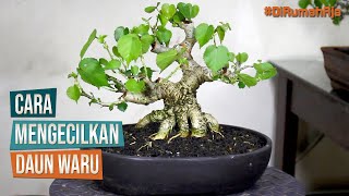 Cara Mengecilkan Daun Bonsai Waru