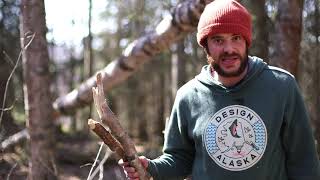 Harvesting Birch Bark Responsibly