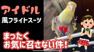 オカメインコにアイドル風のフライトスーツを作ったら失敗した話。