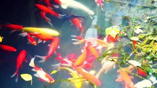 Koi Pond Ambience (No Music), ASMR, White Noise, for Meditation, Sleep and Study