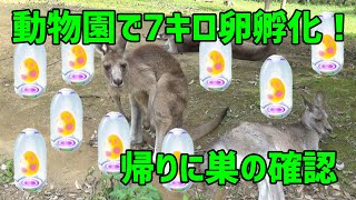 【ポケモンGO】動物園で7キロ卵孵化9連！※しきりにガラル言っとりますが、アローラです