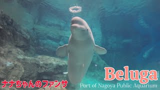 【ベルーガ】今日は無いと思っていた時のナナちゃんのファンサ #名古屋港水族館