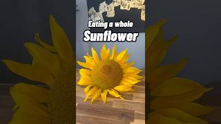 Eating a roast sunflower head