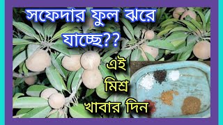 সফেদার ফুল ঝরে যাচ্ছে?? আর ঝরবে না, মিশ্র খাবার দিন#flowerdrop-plantstips#gardening#mixed-fertilizer