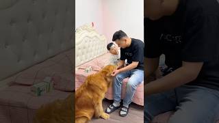 এমন একটি কুকুর বাড়িতে থাকলে আর কি চাই 🔥🙏👍#shorts #dog