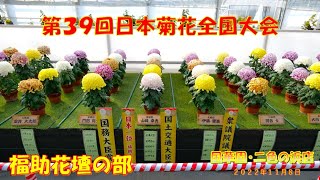 第３９回 日本菊花全国大会　福助花壇の部「国華園・二色の浜店」（２０２２年１１月８日）LUMIX DC S5