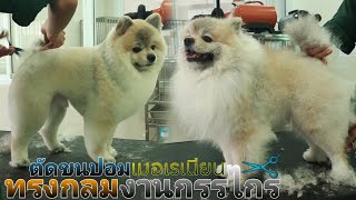 ตัดขนปอมเมอเรเนียน ทรงกลมงานกรรไกร✂️🐶Pomeranian haircut with scissor