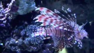 Luna lionfish