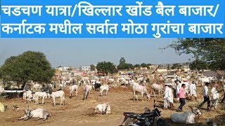 चडचण यात्रा | खिल्लार खोंड बैल बाजार | कर्नाटक मधील सर्वात मोठा गुरांचा बाजार | Chadchan Yatra