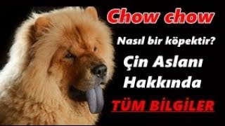 Chow Chow HAKKINDA TÜM BİLGİLER - Çin Aslanı