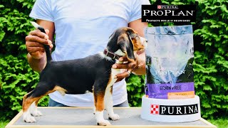 The Element Of Boldness In Beagle Pups | Anderson’s Beagles #MrHammerDown #TraitsToLookFor #BreedOn