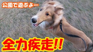 冬空の下、元気いっぱいに走るちょこ　sheltie シェルティ