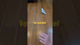 vẹt cockatiel lên tay