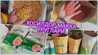 ХОСИЛДОР МАККА УРУГЛАРИ 📞944365101 УЛАРГА ВИТАМИН МЕНЕРАЛЛАР XOSILDOR MAKKA