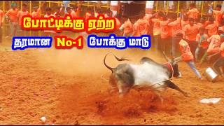 போட்டிக்கு ஏற்ற தரமான No -1 போக்கு காளைகள் / Thirupur Jallikattu best video