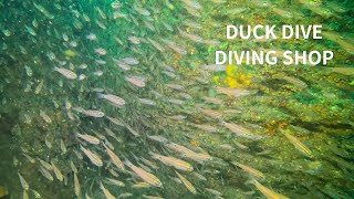 勝浦でダイビング。GOPRO12 千葉県エリア・スキューバダイビングでの水中世界。DUCKDIVE　DIVINGSHOP