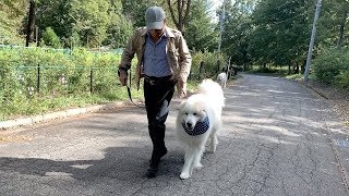 お散歩前にショーの練習をしたアランです　Great Pyrenees　グレートピレニーズ