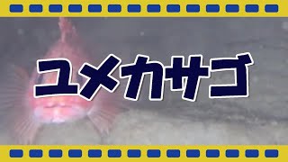 【駿河湾深海生物映像図鑑】ユメカサゴ