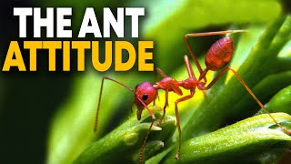 The Ant Mentality | Best Motivational Video