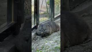 【五月山動物園】とにかく眠そうなフクちゃん🥱💤