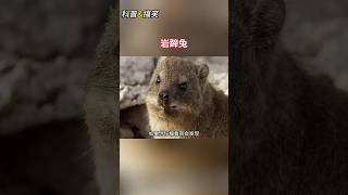 【科普 | 搞笑】岩蹄兔！#纪录片解说 #动物世界精彩集锦 #动物解说 #搞笑解说 #动物世界