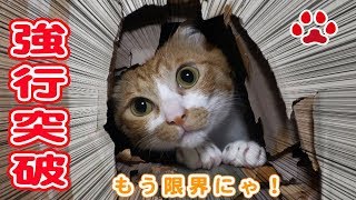 なんて事を・・猫が。。何食わぬ顔で部屋を壊す猫達【瀬戸のまや日記】Oh dear! Freedom cats destroyed the room Cats room Miaou