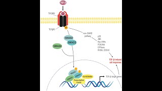 Transforming Growth Factor (TGF-Beta), its receptor/ pathway/ Receptor Serine/threonine Kinase Part1