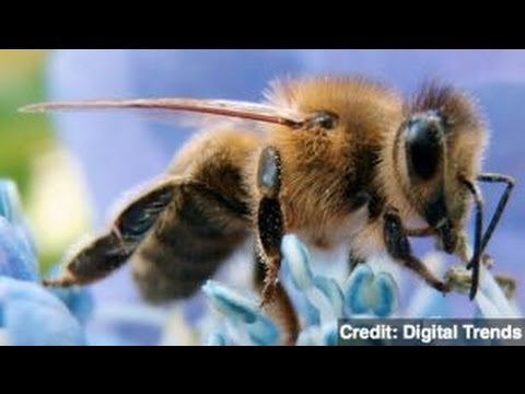 Study: Bee Venom Kills HIV