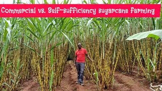 Sustainable sugar cane initiative: Sweet success. Sugarcane self-sufficiency and commercial farming