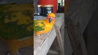 candy # Tamed bird # Sun Conure 7 months old