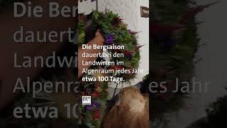 Die Bergsaison ist vorbei: Viehscheid im Allgäu | BR24 #Shorts