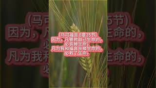 (马可福音 8章35节)2024年10月30日星期三（认真听读版）#每日背一节经文