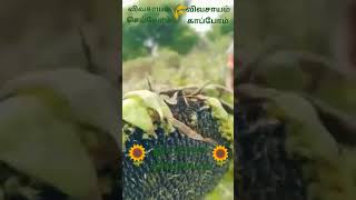 சூரியகாந்தி🌻 பயிர் சாகுபடி செய்யும் முறை🌰🌰 #farming #youtube #agriculture #farmer