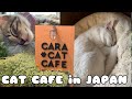 Cute Cat Cafe in Japan // Minoh, Cara Cat Cafe, Kittens!!