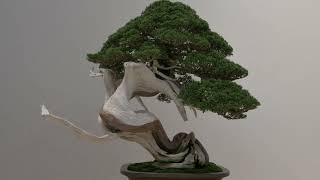 TANTAI 2023 (Bonsai exhibition, Vitoria-Gasteiz)