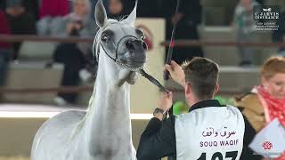 N 107 WASFIYAH AL SHAQAB QA   14th Qatar International Arabian Peninsula Horse Show 2025   Mares 4 6