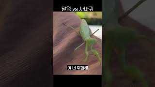 말중의 왕 vs 곤충의 왕