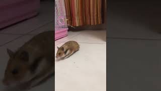 This is how hamster run on slow motion..